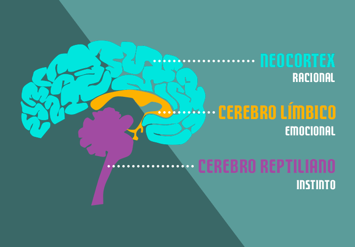partes-cerebro-ventas